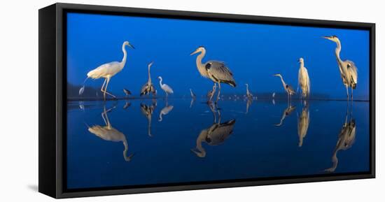 Little Egret (Egretta Garzetta) and Grey Herons (Ardea Cinerea) Reflected in Lake at Twilight-Bence Mate-Framed Premier Image Canvas