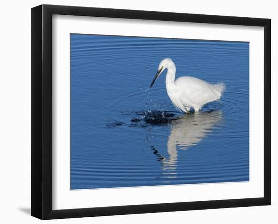 Little egret fishing in a flooded saltmarsh creek, UK-Nick Upton-Framed Photographic Print