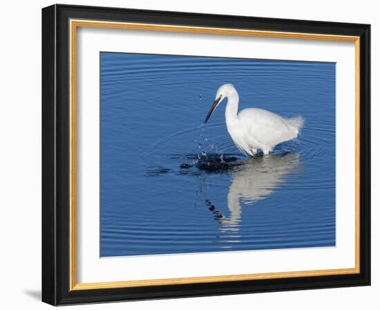 Little egret fishing in a flooded saltmarsh creek, UK-Nick Upton-Framed Photographic Print
