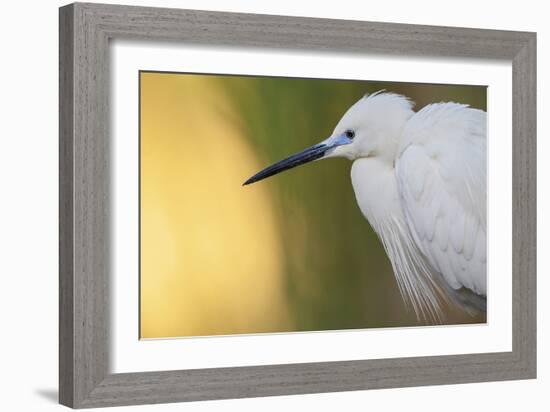 Little Egret - Right-Staffan Widstrand-Framed Giclee Print