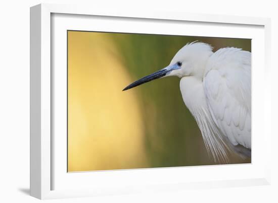 Little Egret - Right-Staffan Widstrand-Framed Giclee Print