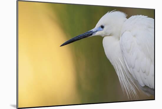 Little Egret - Right-Staffan Widstrand-Mounted Giclee Print