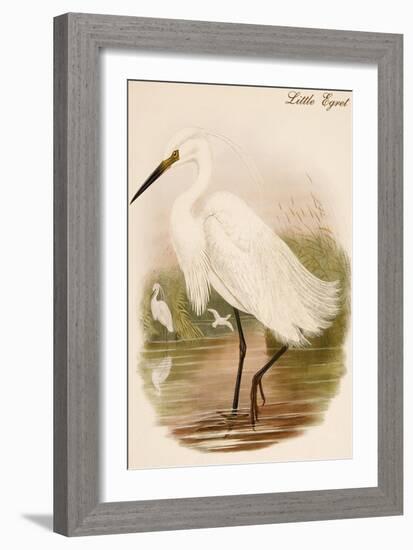 Little Egret-John Gould-Framed Art Print