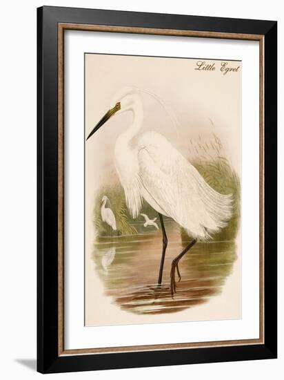 Little Egret-John Gould-Framed Art Print