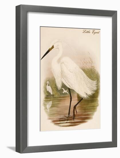 Little Egret-John Gould-Framed Art Print