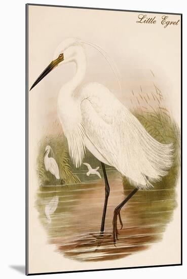 Little Egret-John Gould-Mounted Art Print