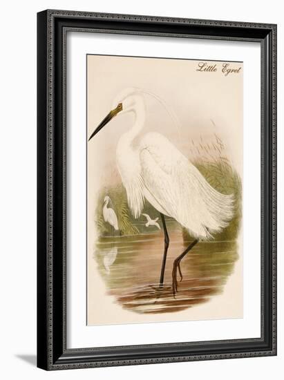 Little Egret-John Gould-Framed Art Print