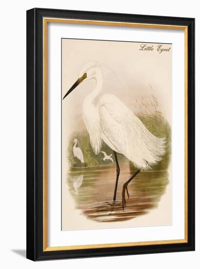 Little Egret-John Gould-Framed Art Print