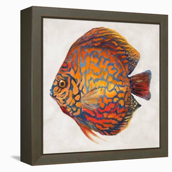 Little Fish II-Patricia Pinto-Framed Stretched Canvas