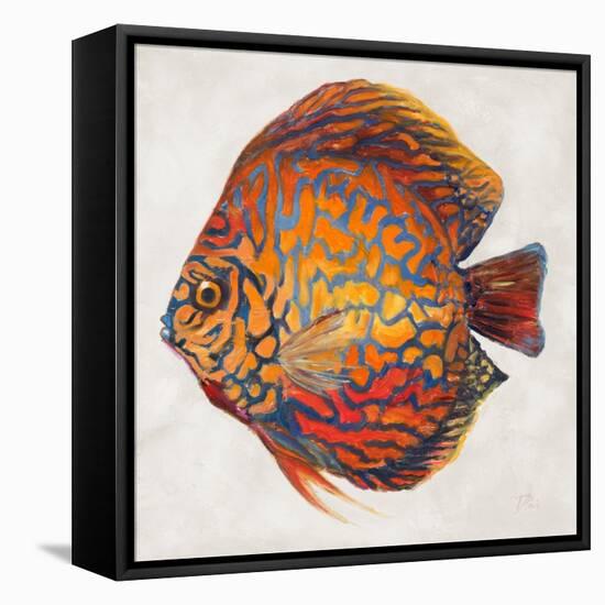 Little Fish II-Patricia Pinto-Framed Stretched Canvas