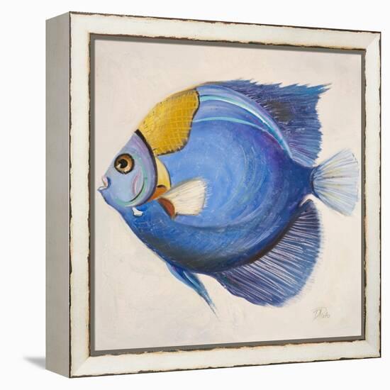 Little Fish III-Patricia Pinto-Framed Stretched Canvas