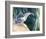 Little Fisherman - Black Crowned Night Heron-Joni Johnson-Godsy-Framed Giclee Print