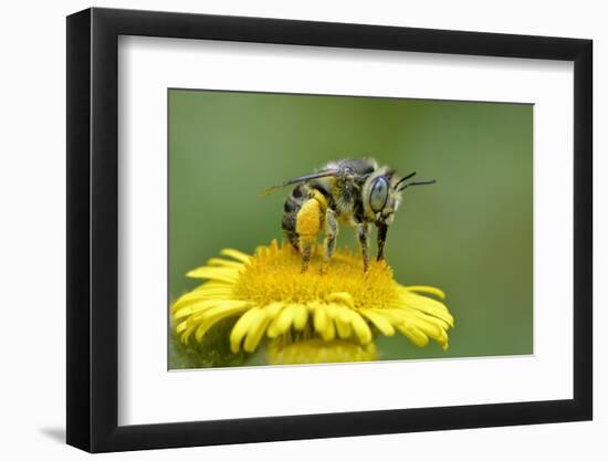 Little Flower Bee (Anthophora Bimaculata) Collecting Pollen From Flower (Pulicaria Dysenterica)-Andy Sands-Framed Photographic Print