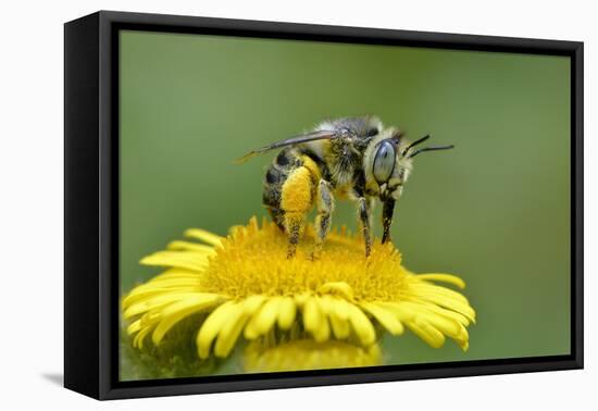 Little Flower Bee (Anthophora Bimaculata) Collecting Pollen From Flower (Pulicaria Dysenterica)-Andy Sands-Framed Premier Image Canvas