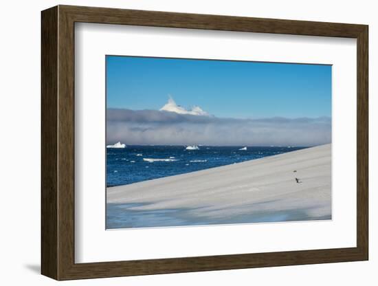 Little gentoo penguin walking on a glacier, Brown Bluff, Antarctica, Polar Regions-Michael Runkel-Framed Photographic Print