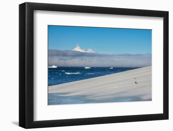 Little gentoo penguin walking on a glacier, Brown Bluff, Antarctica, Polar Regions-Michael Runkel-Framed Photographic Print