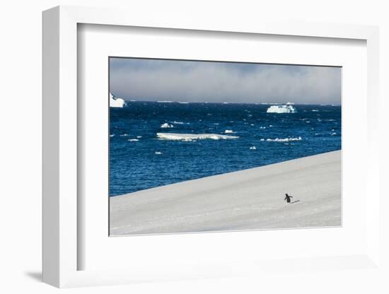 Little gentoo penguin walking on a glacier, Brown Bluff, Antarctica, Polar Regions-Michael Runkel-Framed Photographic Print