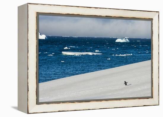 Little gentoo penguin walking on a glacier, Brown Bluff, Antarctica, Polar Regions-Michael Runkel-Framed Premier Image Canvas