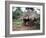 Little Girl Dressed for Church, in Front of Hut, Uganda, East Africa, Africa-D H Webster-Framed Photographic Print