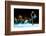 Little Girl Figure Skating at Sports Arena-Sergey Nivens-Framed Photographic Print