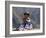 Little Girl in Traditional Dress, Colca Canyon, Peru, South America-Jane Sweeney-Framed Photographic Print