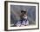 Little Girl in Traditional Dress, Colca Canyon, Peru, South America-Jane Sweeney-Framed Photographic Print