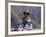 Little Girl in Traditional Dress, Colca Canyon, Peru, South America-Jane Sweeney-Framed Photographic Print