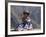 Little Girl in Traditional Dress, Colca Canyon, Peru, South America-Jane Sweeney-Framed Photographic Print