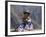 Little Girl in Traditional Dress, Colca Canyon, Peru, South America-Jane Sweeney-Framed Photographic Print