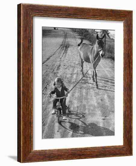 Little Girl Riding Her Tricycle, Leading Francis the Mule-Allan Grant-Framed Photographic Print