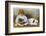 Little Girl Sits with a White Bulldog and Cuddles a Puppy-null-Framed Photographic Print