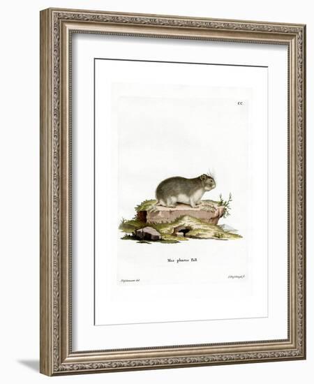 Little Grey Hamster-null-Framed Giclee Print