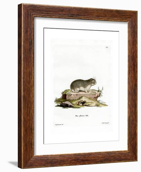 Little Grey Hamster-null-Framed Giclee Print