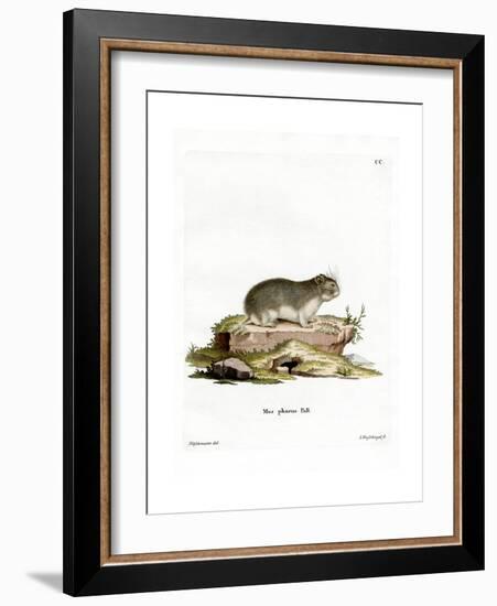 Little Grey Hamster-null-Framed Giclee Print