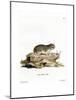 Little Grey Hamster-null-Mounted Giclee Print