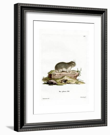 Little Grey Hamster-null-Framed Giclee Print