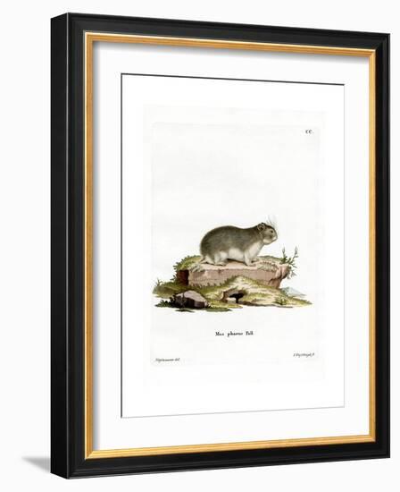 Little Grey Hamster-null-Framed Giclee Print