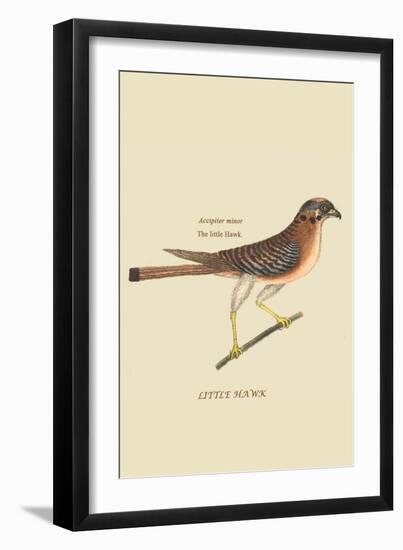 Little Hawk-Mark Catesby-Framed Art Print