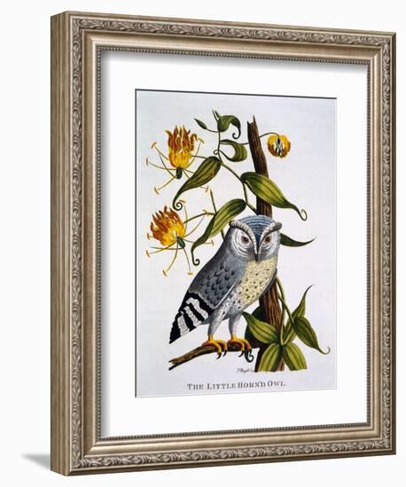 Little Horned Owl, from 'Indian Zoology', Published 1790-Thomas Pennant-Framed Giclee Print