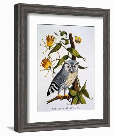 Little Horned Owl, from 'Indian Zoology', Published 1790-Thomas Pennant-Framed Giclee Print