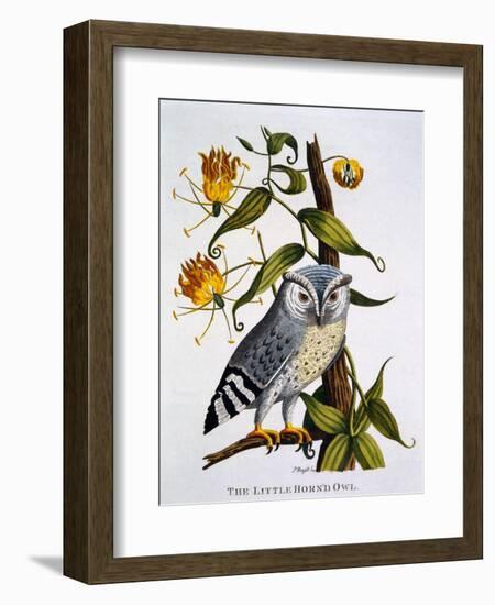 Little Horned Owl, from 'Indian Zoology', Published 1790-Thomas Pennant-Framed Giclee Print