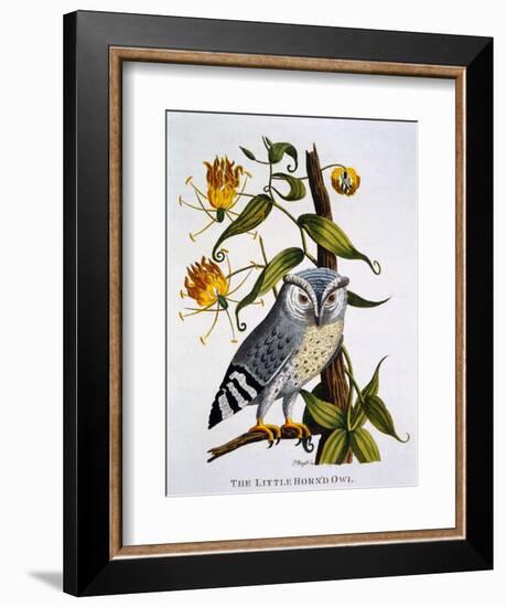 Little Horned Owl, from 'Indian Zoology', Published 1790-Thomas Pennant-Framed Giclee Print