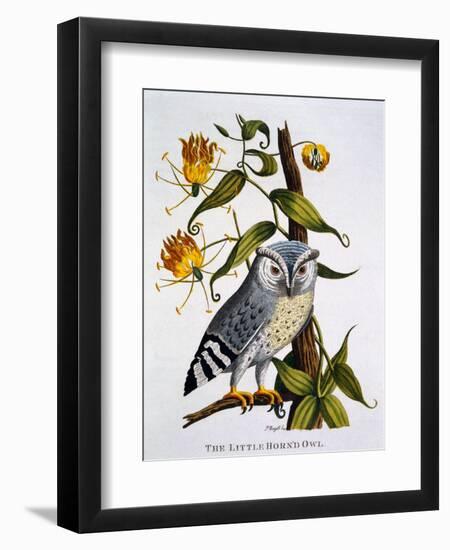 Little Horned Owl, from 'Indian Zoology', Published 1790-Thomas Pennant-Framed Giclee Print