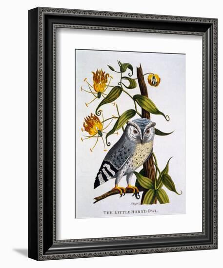 Little Horned Owl, from 'Indian Zoology', Published 1790-Thomas Pennant-Framed Giclee Print