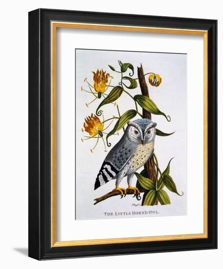 Little Horned Owl, from 'Indian Zoology', Published 1790-Thomas Pennant-Framed Giclee Print