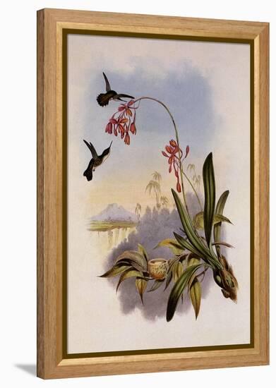 Little Hummingbird, Mellisuga Minima-John Gould-Framed Premier Image Canvas