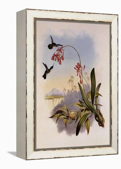 Little Hummingbird, Mellisuga Minima-John Gould-Framed Premier Image Canvas