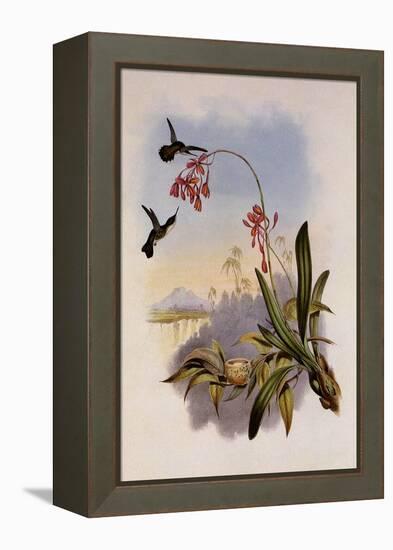 Little Hummingbird, Mellisuga Minima-John Gould-Framed Premier Image Canvas