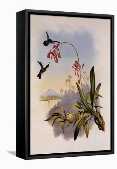 Little Hummingbird, Mellisuga Minima-John Gould-Framed Premier Image Canvas