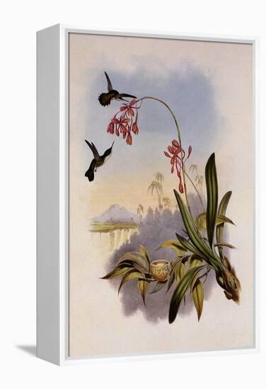 Little Hummingbird, Mellisuga Minima-John Gould-Framed Premier Image Canvas